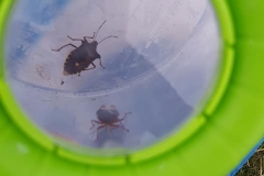 shield bugs