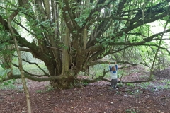 tree climbing