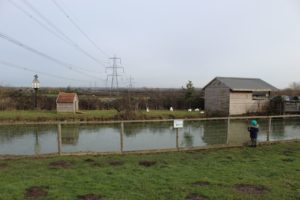 Duck Pond at Green Dragon 