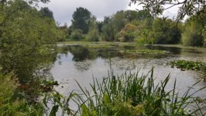 Emberton country park