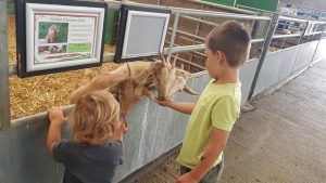 feeding the farm animal in Bucks 