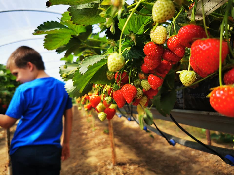 Rectory Farm PYO