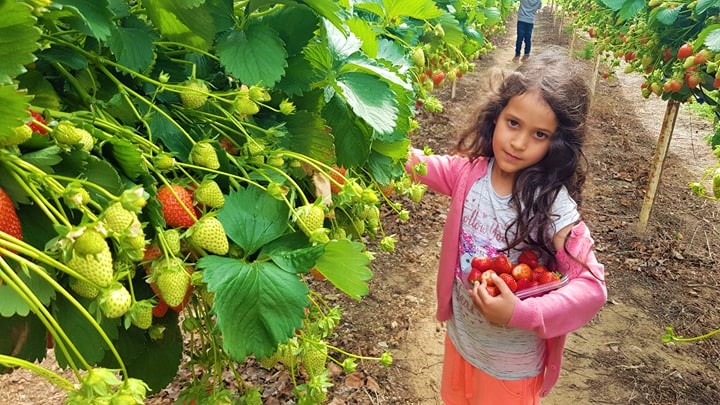 Rectory Farm PYO