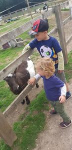 Wellington country park petting zoo 