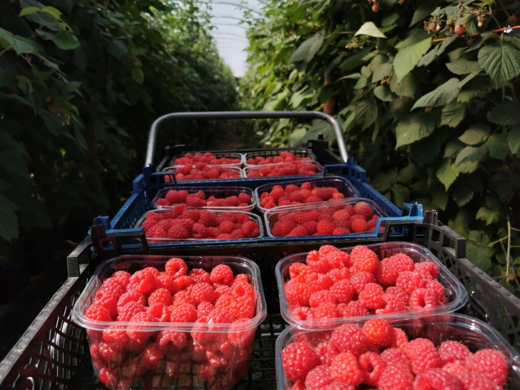 Fresh Raspberries Oxfordshire 