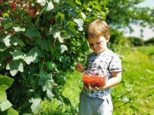 Strawberry fields Oxfordshire 