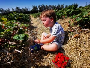 Rectory farm PYO 