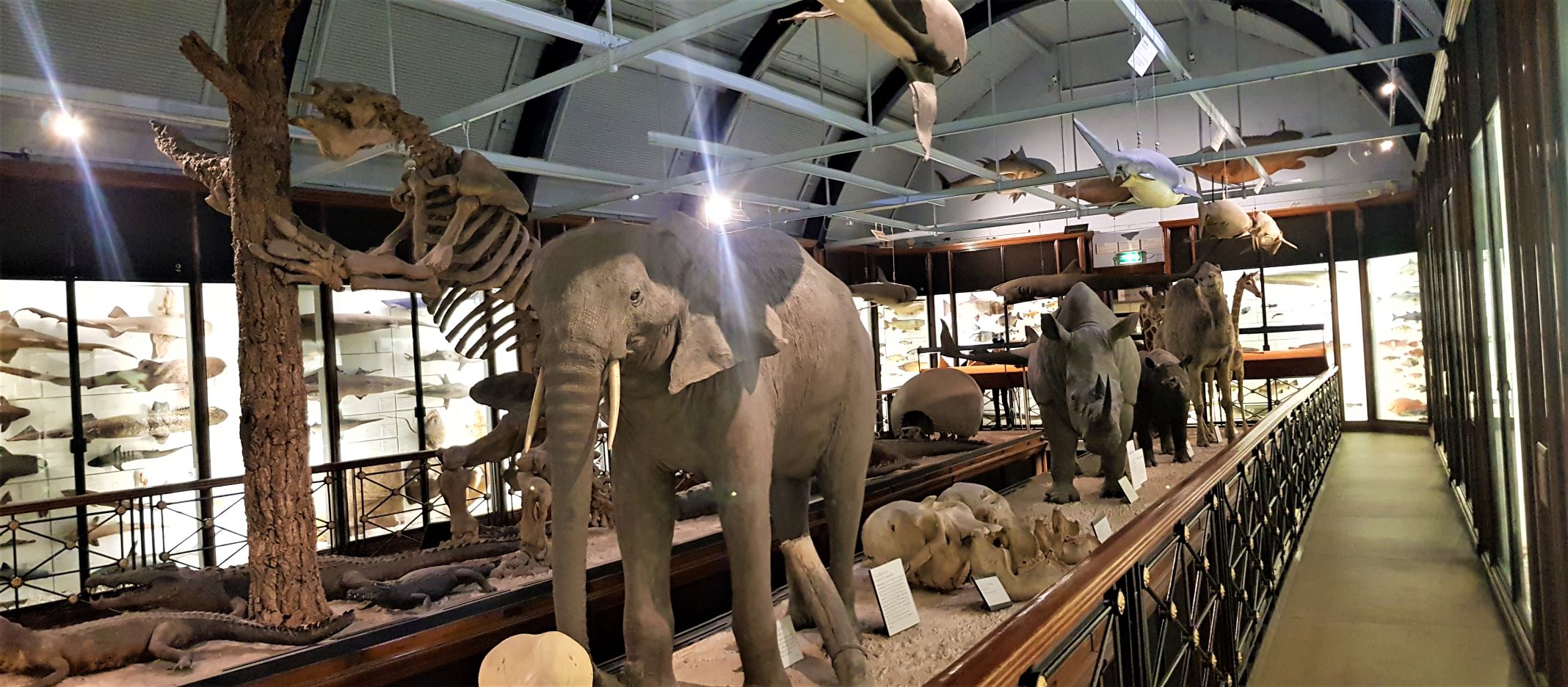 Natural History museum Tring