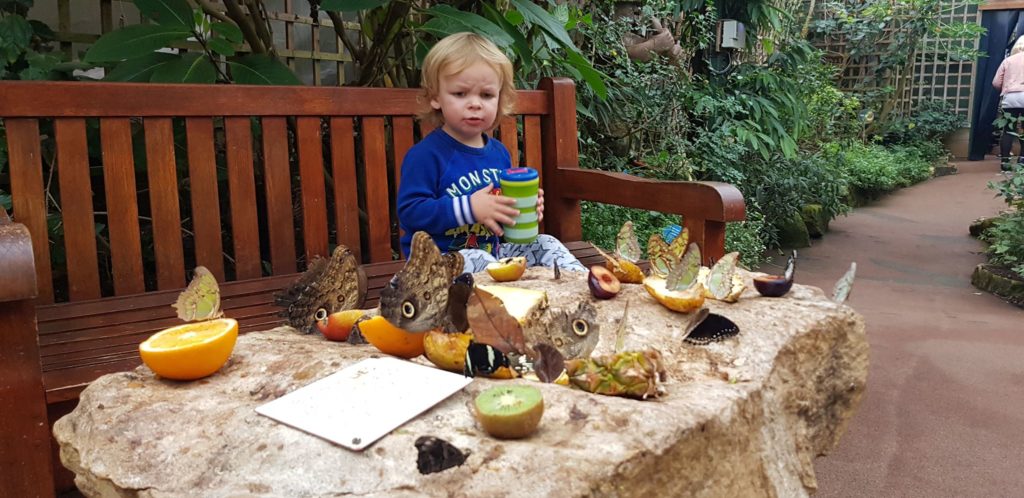 Butterfly Farm Stratford upon avon