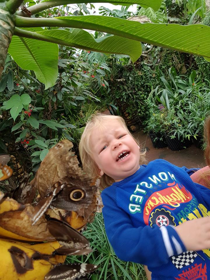 Stratford butterfly Farm Annual pass