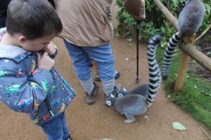 Cotswold wildlife park Lemurs