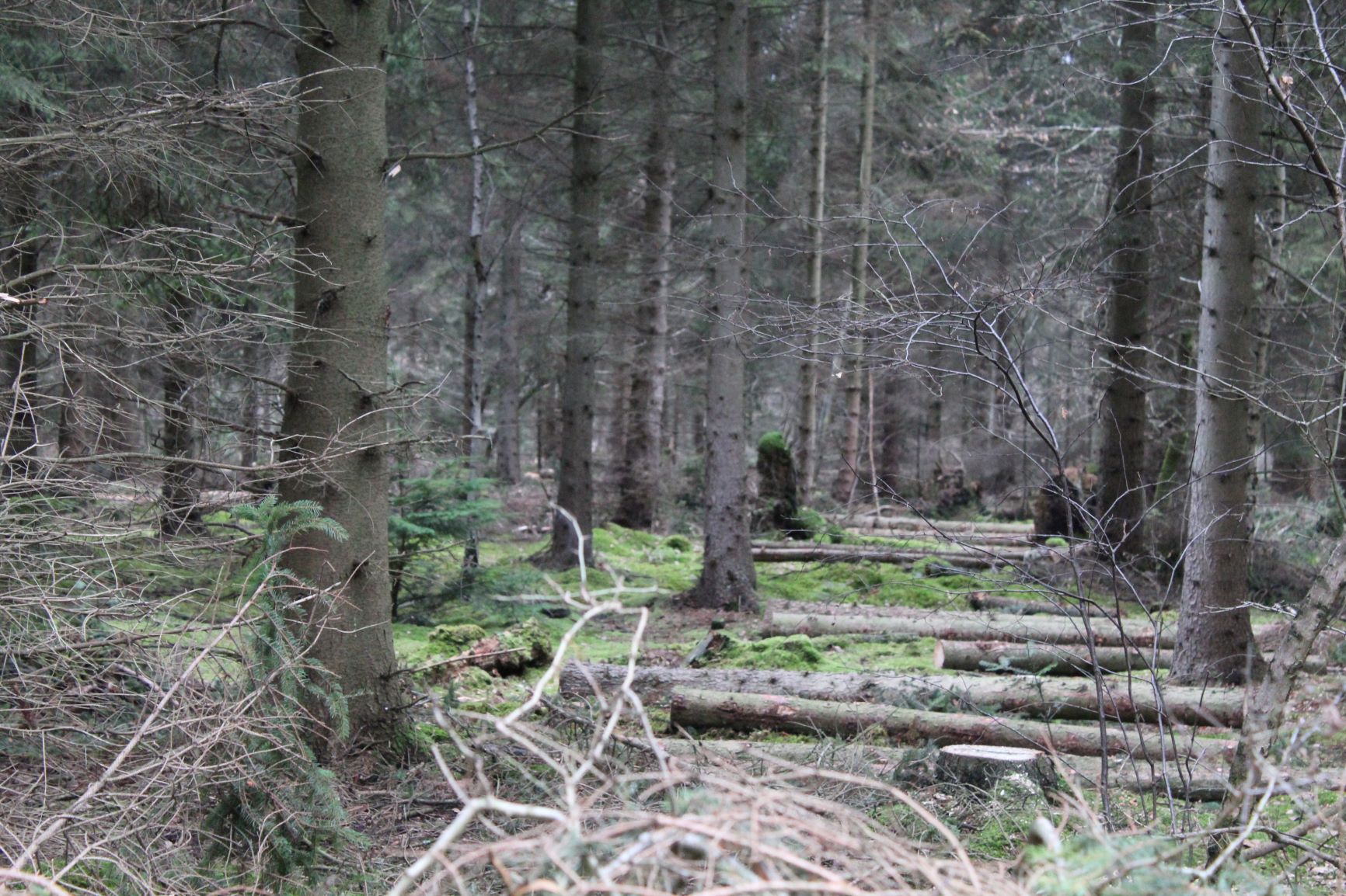 Bernwood forest