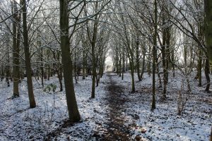 Waddesdon woods