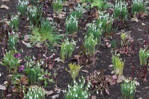 Cliveden snowdrop walks