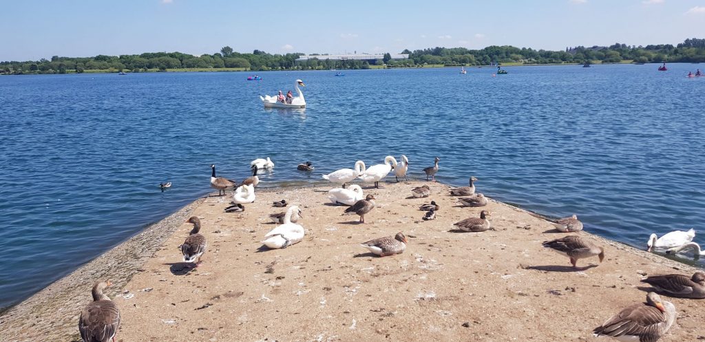 Willen lakes feeding the Ducks 