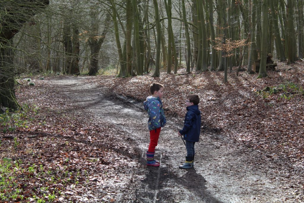 Wytham Great Wood 