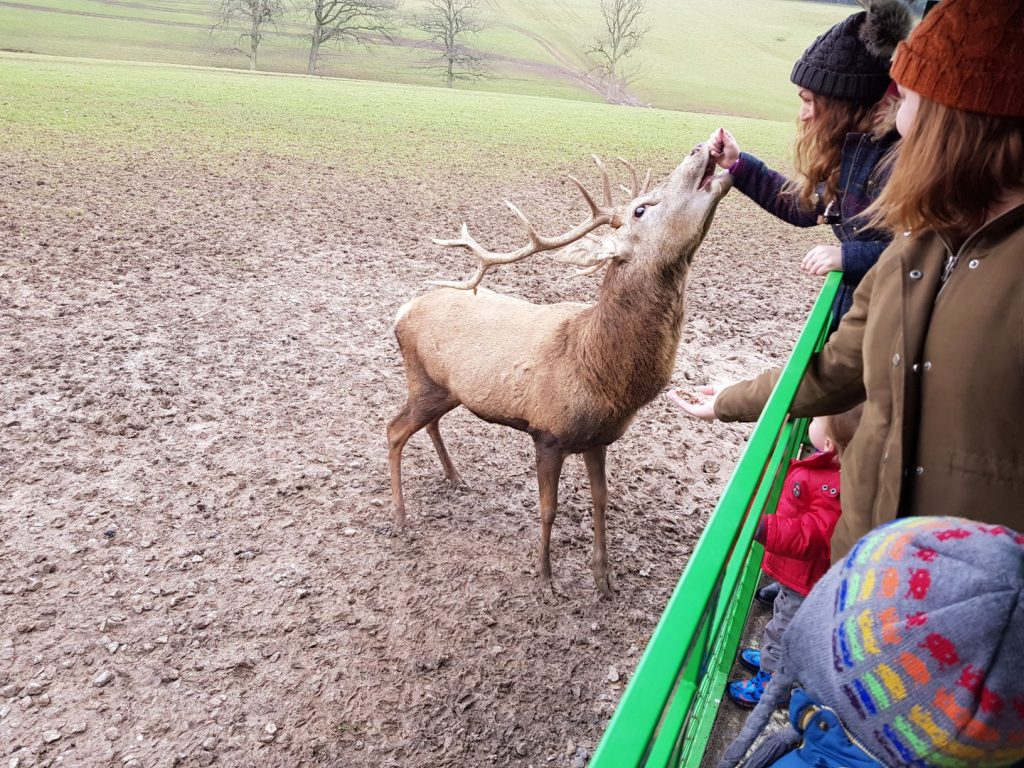 Bucklebury Farm Park 