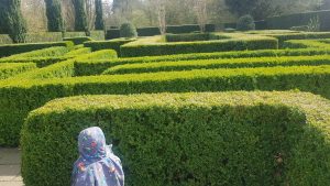 Knebworth house maze 