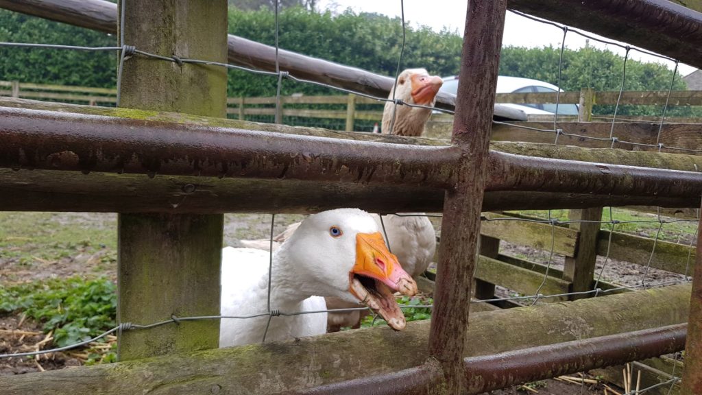 Angry geese