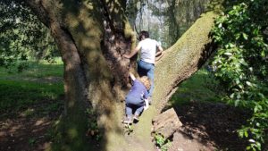 tree climbing 