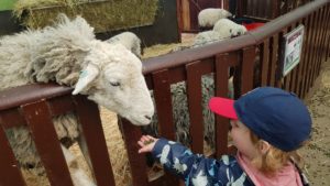 Feeding the sheep at Hatton country world