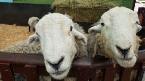 Hatton sheep 