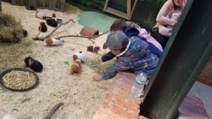 Hatton Guinea pig village