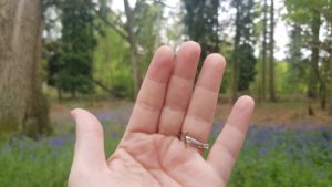 Harcourt Arboretum wildlife