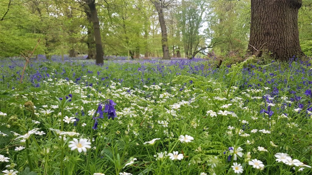 Harcourt arboretum bluebell woods