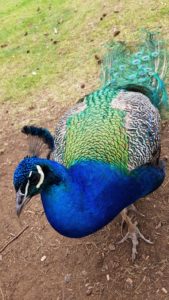 Harcourt Arboretum peacock