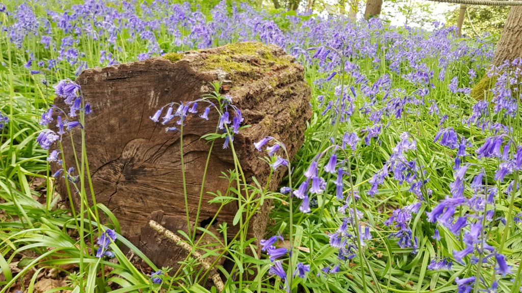 Bluebells at harcourt arboretum