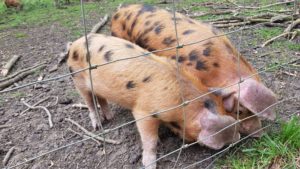 Harcourt Arboretum pigs