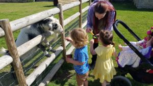 Feeding the goats at cogges Manor farm 