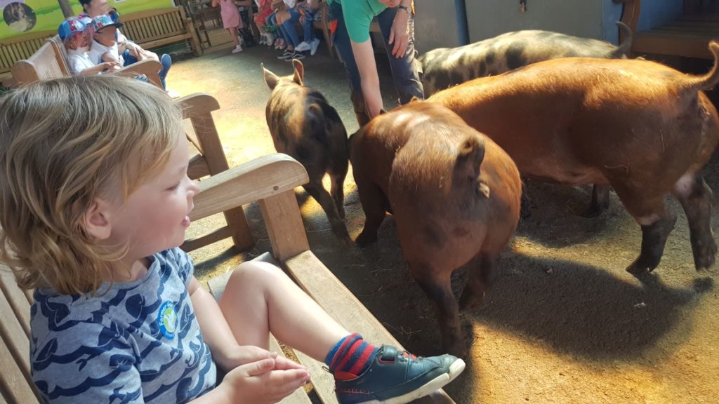 Meeting the pigs at Farmer Gow's 