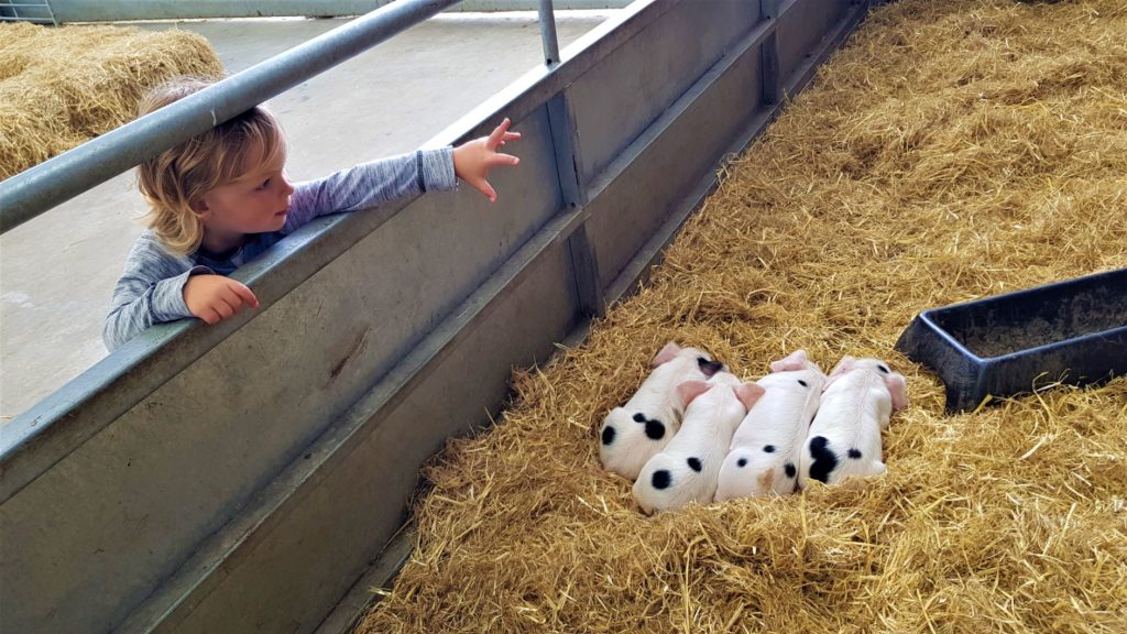 Baby Piglets 