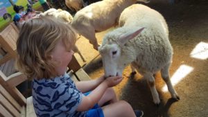 Sheep Feeding time 