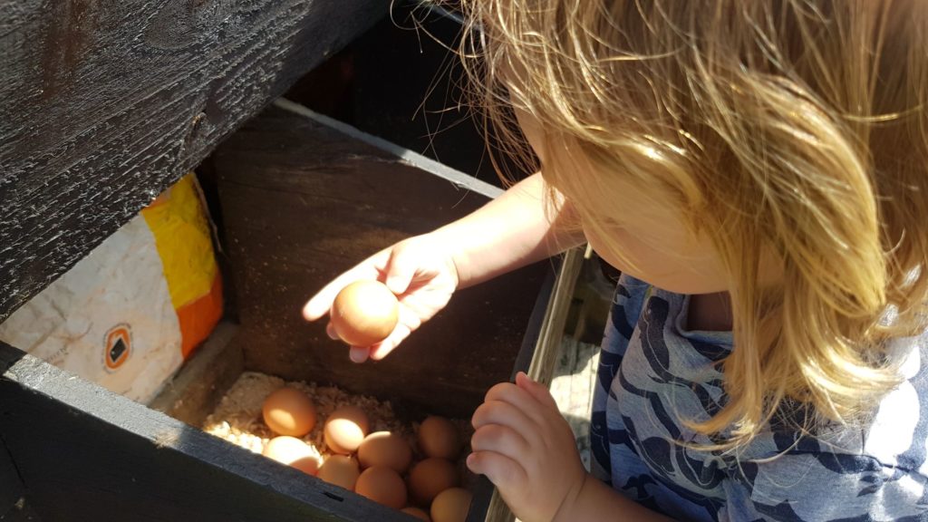 Collecting the chicken eggs 