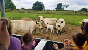 Farm safari at cotswold farm park 