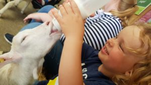 Feeding goats