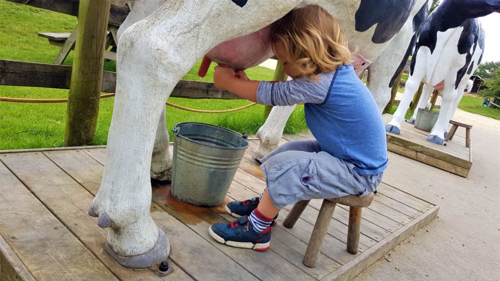 Milking a cow at cotswold farm park 