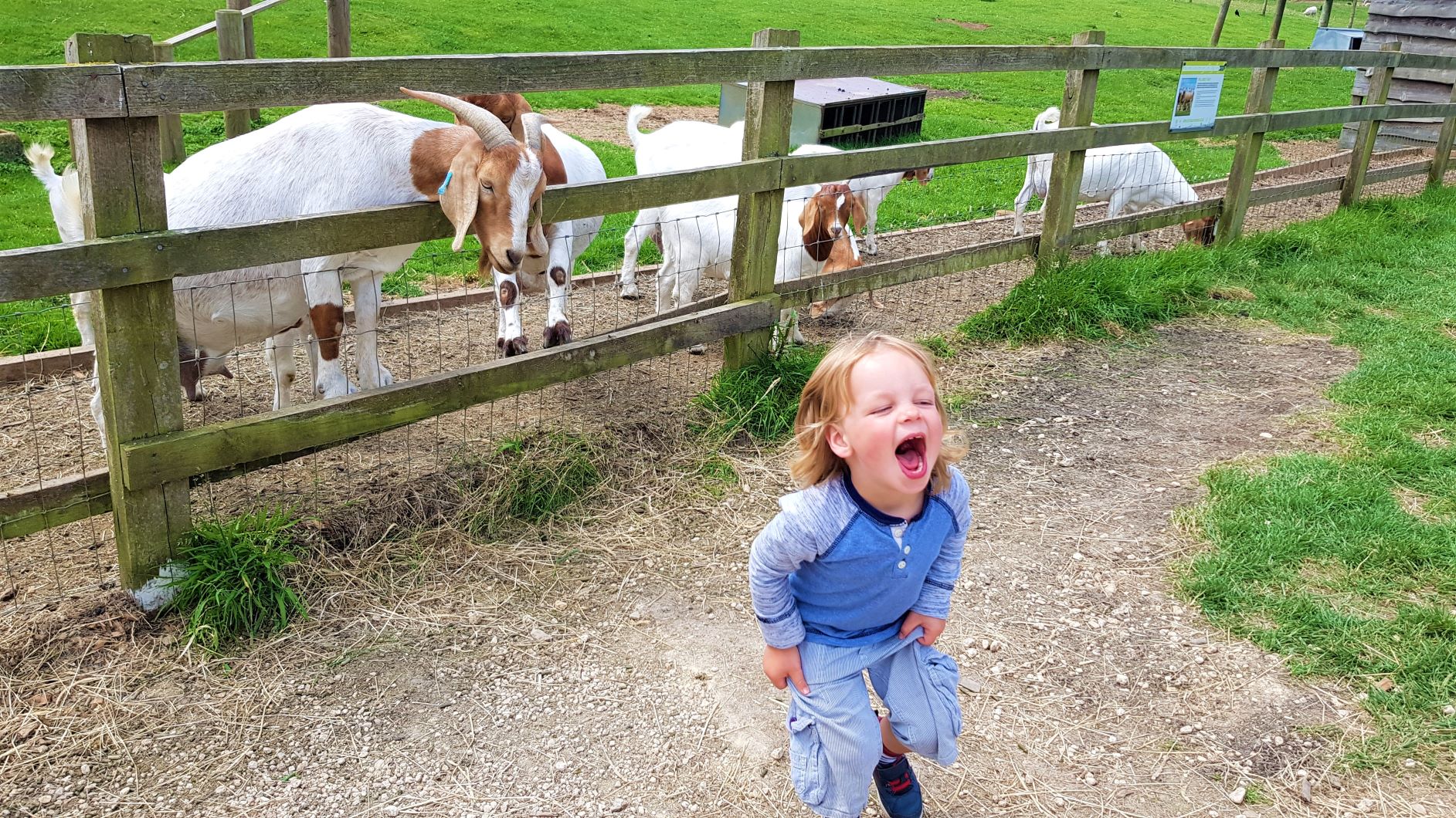 Cotswold Farm Park Fun The Family Ticket Review