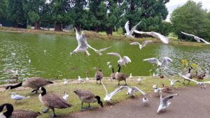 Geese and gulls 
