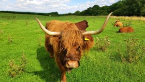Highland cattle 