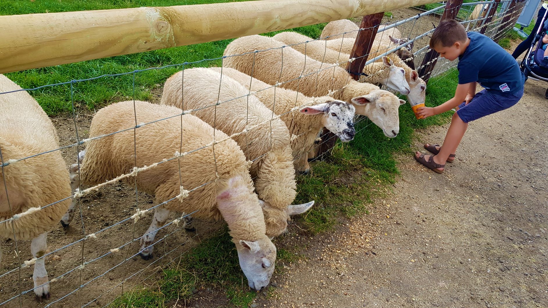 Mini Meadows Farm Park The Family Ticket Review