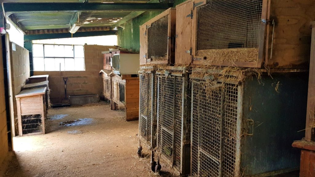 Rabbit breeding room 