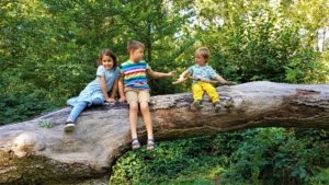 Tree climbing 