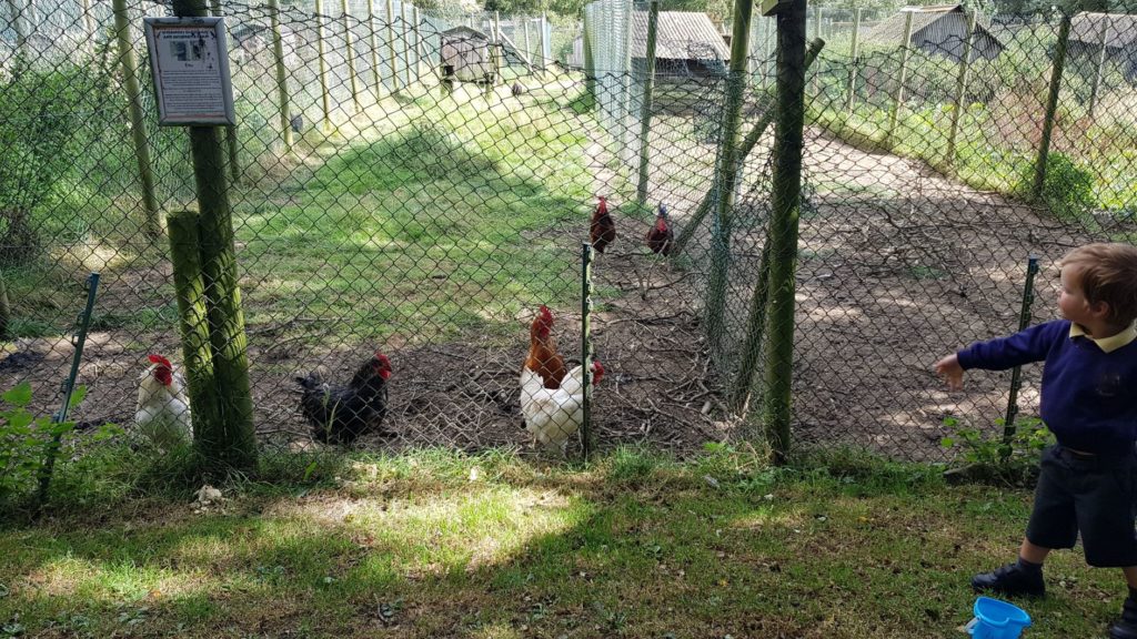 caged hens