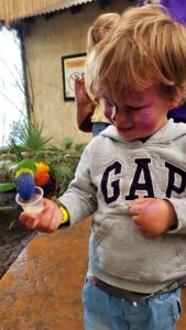 Lorikeet landing 