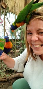 Lorikeets at west midlands