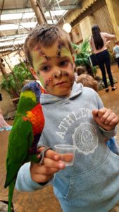 Lorikeet landing west midland safari park 